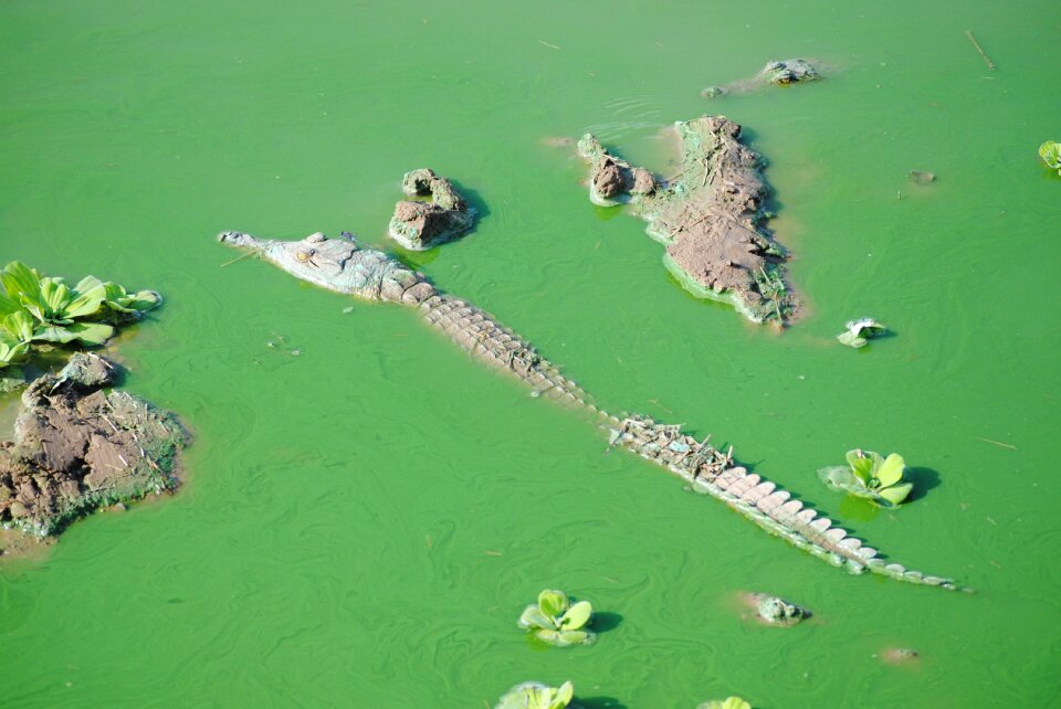 Crocodile reptile national park