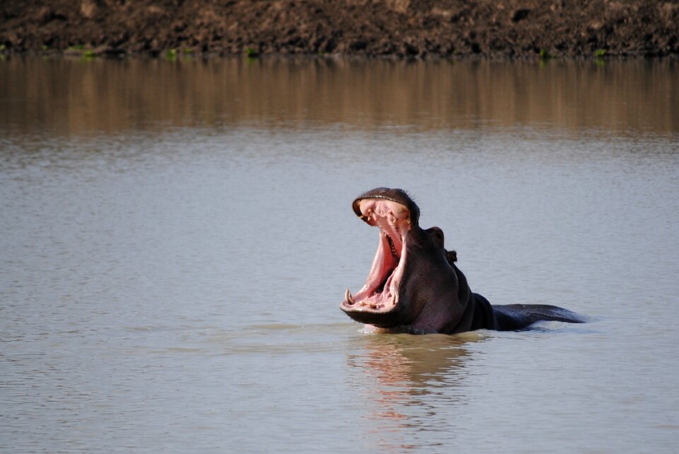 Safari hippo national park