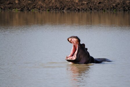 Safari hippo national park