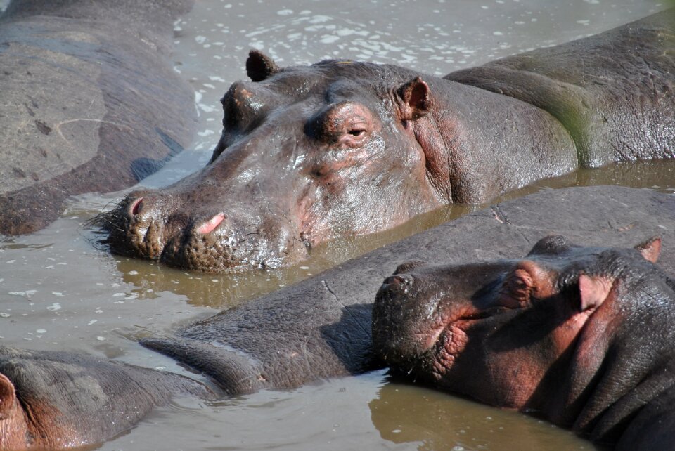 Safari serengeti hippo