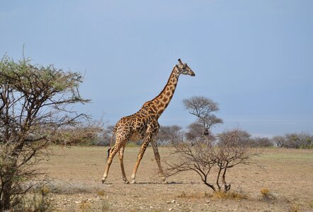 Safari serengeti giraffe