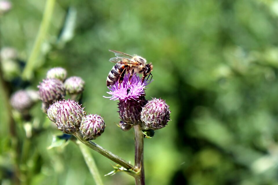 Bee insect wild flower