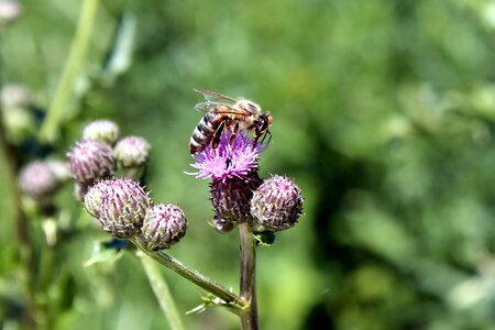 Bee insect wild flower