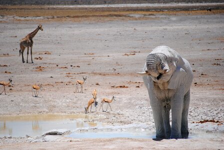 Safari etosha elephant