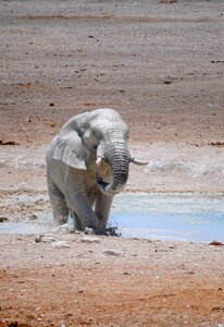 Safari etosha elephant photo