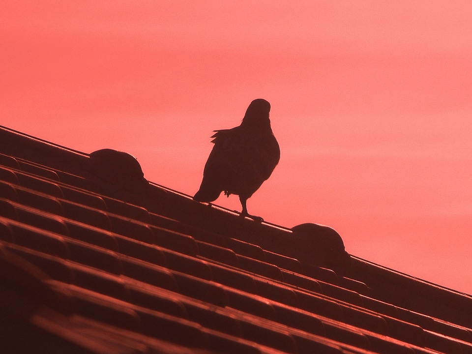 Roof sunset evening sky