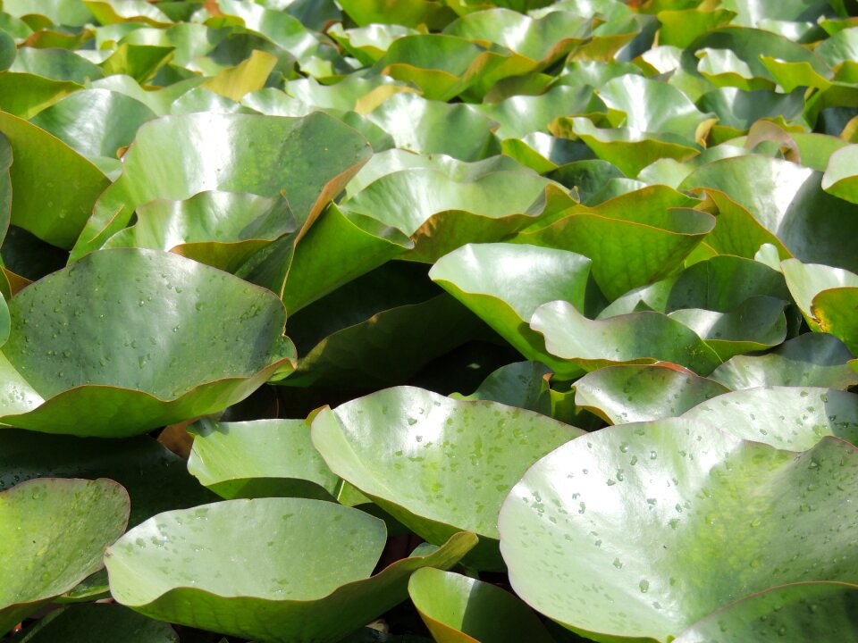 Green lake rose lily pad