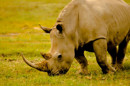 Africa horn