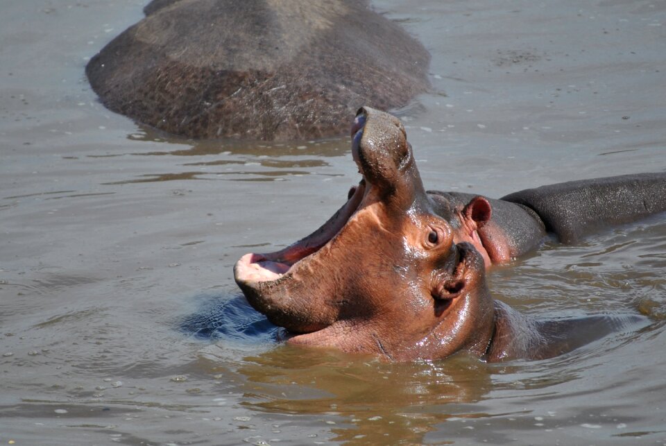 Hippopotamus africa national park