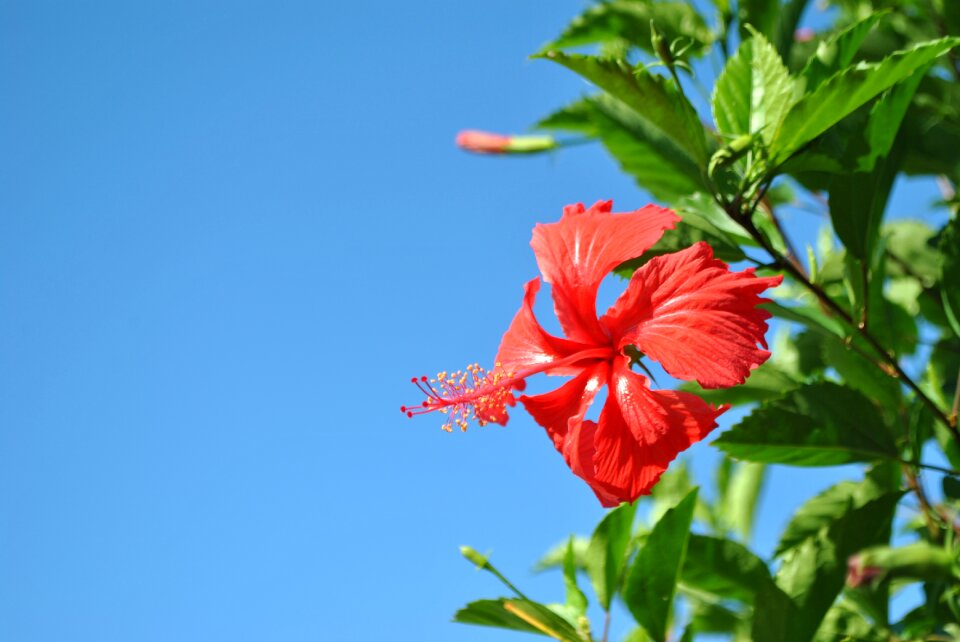 Blossom bloom sky