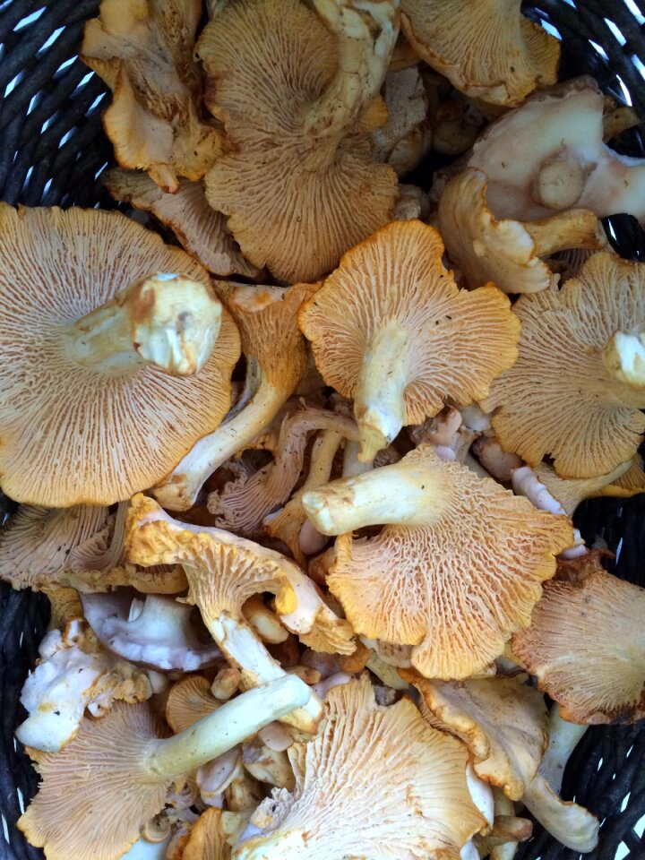 Mushroom edibles chanterelles