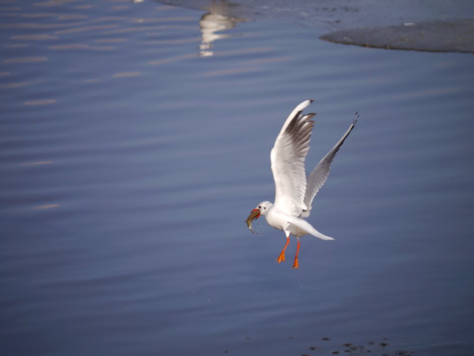 Water birds nature