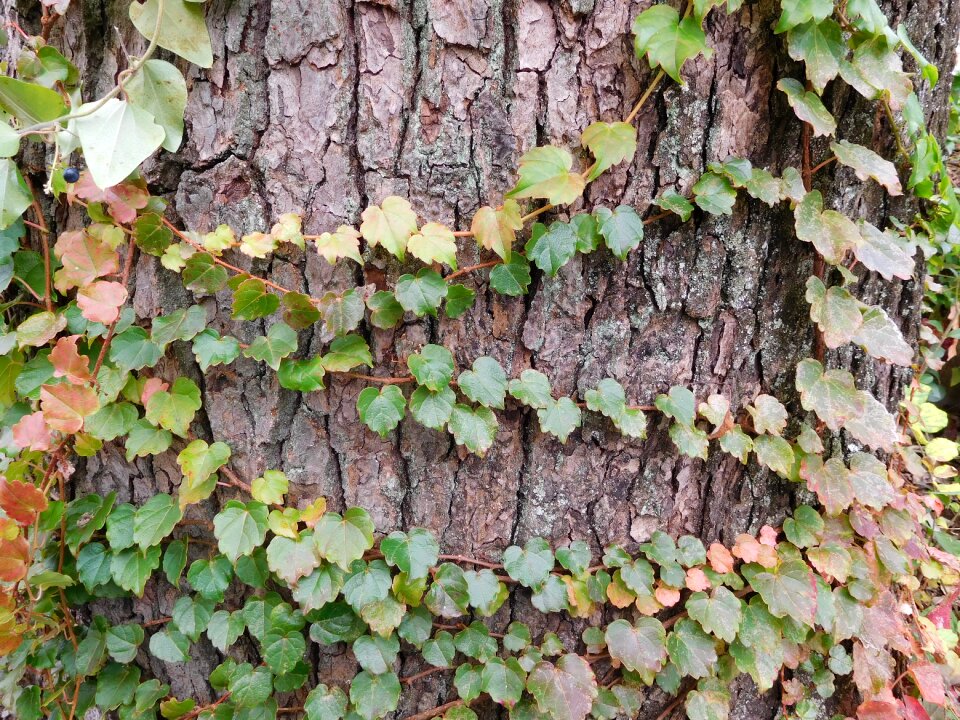 Green green leaf plant