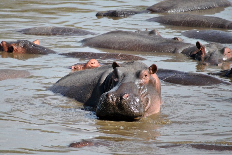 Hippopotamus africa national park