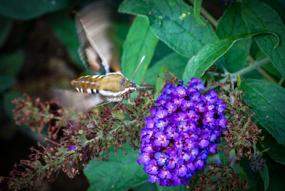 Butterfly insects purple flowers