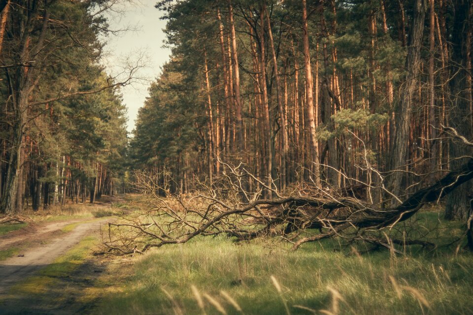 Tree the path landscape