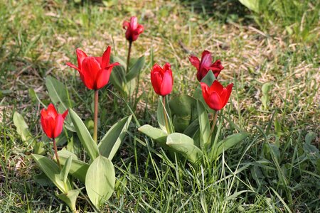 Bloom meadow springtime flowers photo