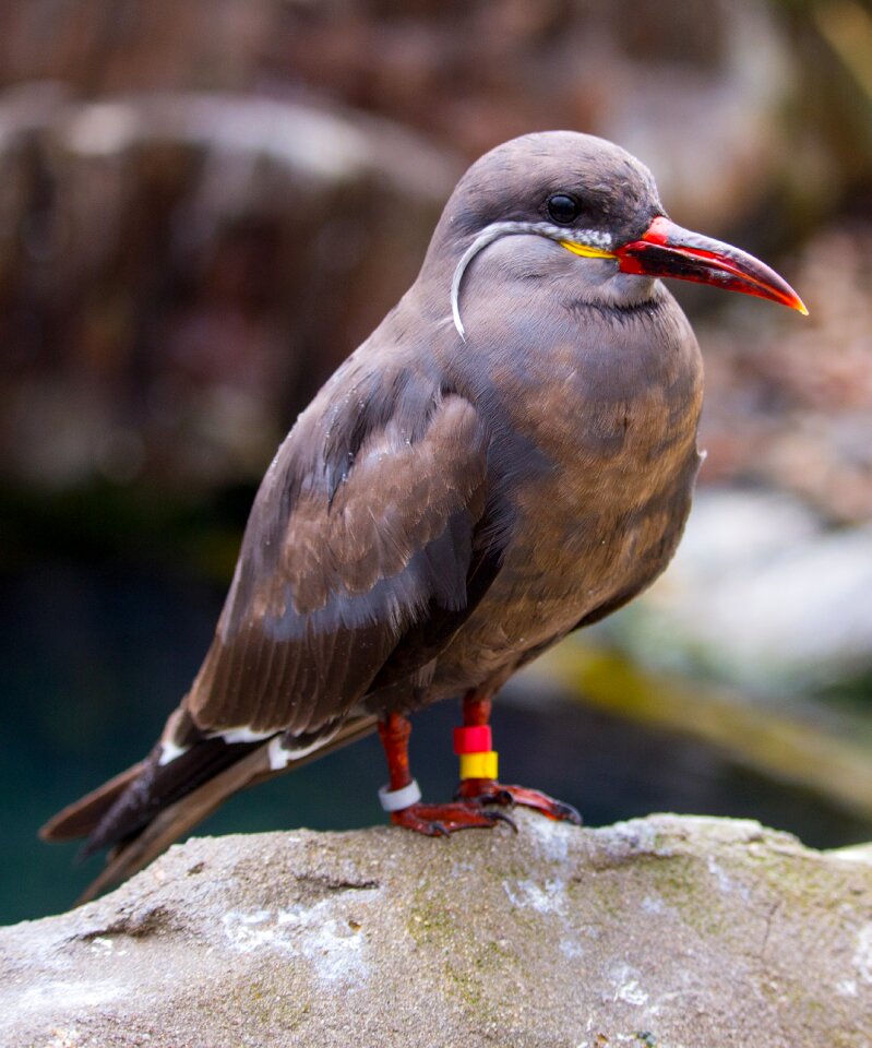 Larosterna bird antarctic