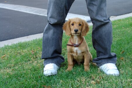 Cute pet sweet