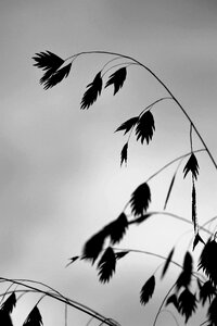 Nature background blade of grass photo