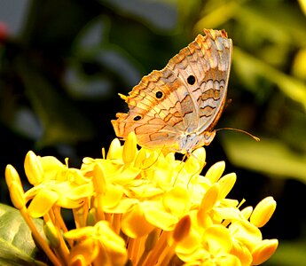 Butterfly nature close up photo
