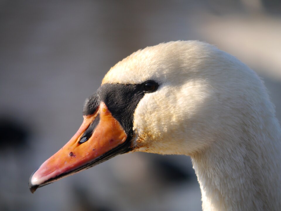 White swan fauna waterfowl
