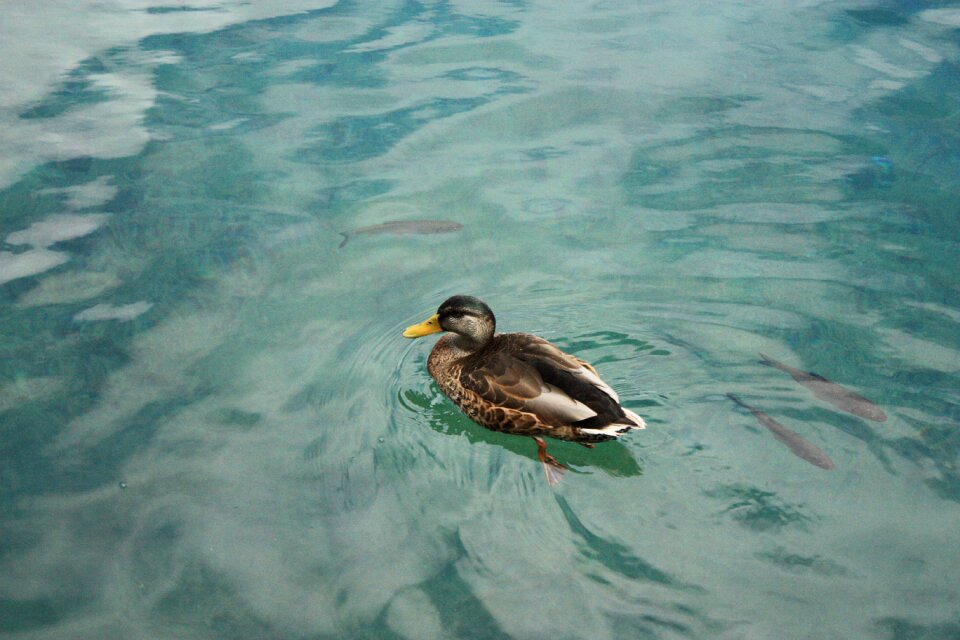 Swim pond waterfowl