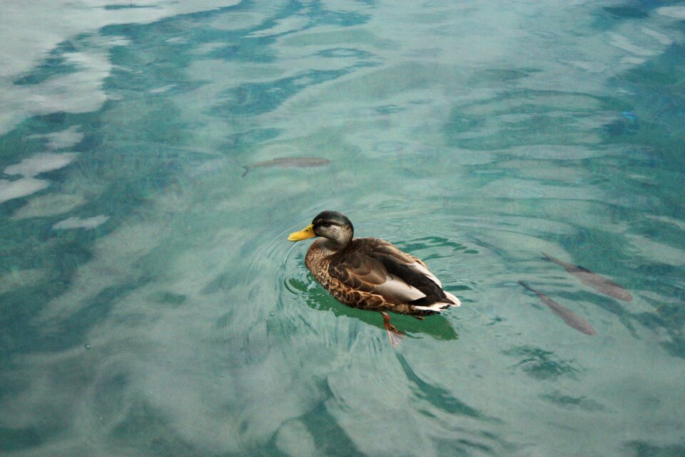 Swim pond waterfowl photo