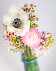 Anemone buttercup hyacinth