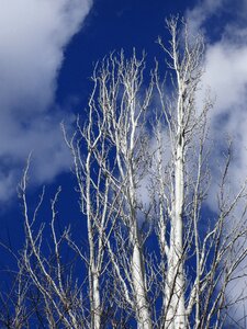 Populus alba white poplar sky