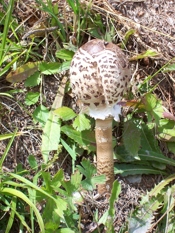 Nature mountain boletus