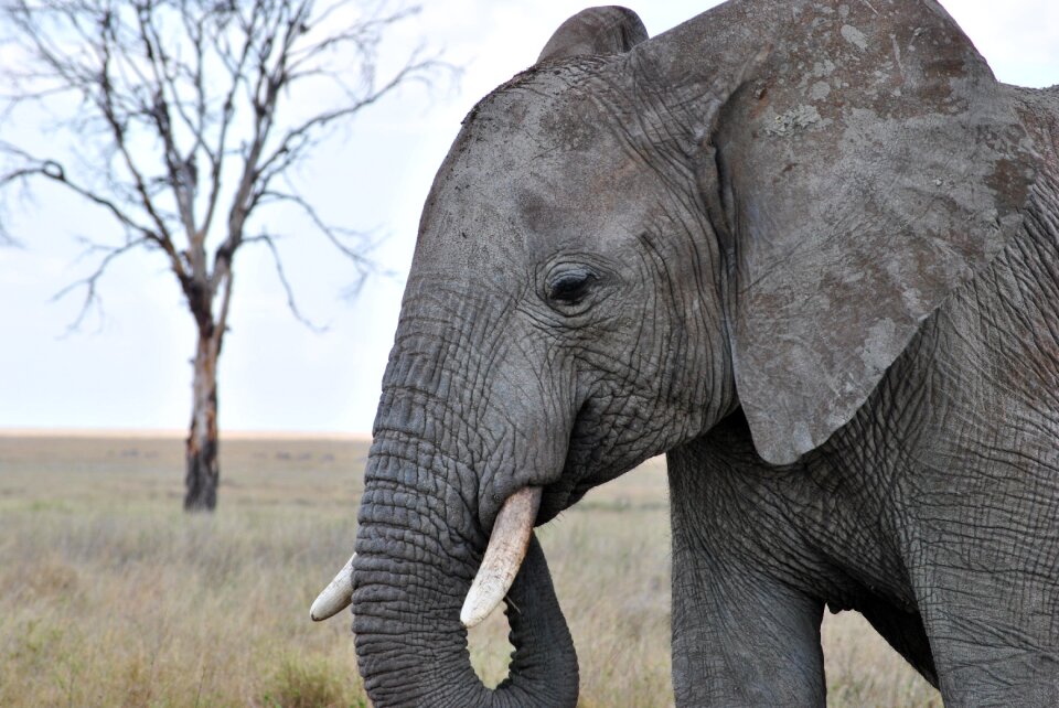 Safari serengeti elephant