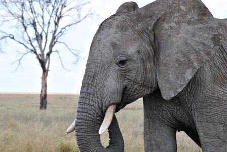 Safari serengeti elephant photo