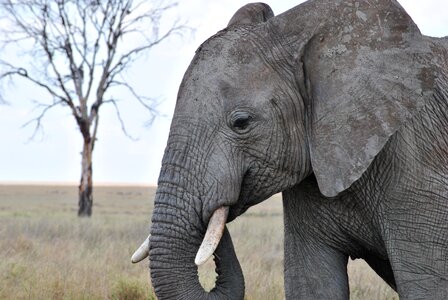 Safari serengeti elephant