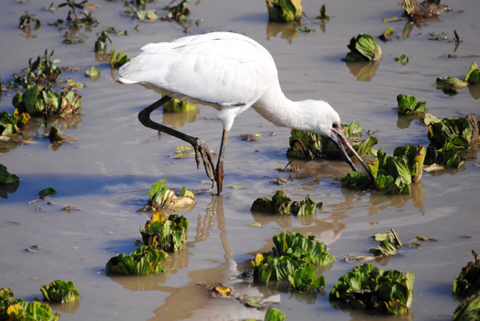 Bird national park nature