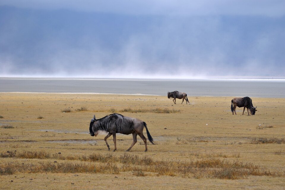 Wild animals africa national park