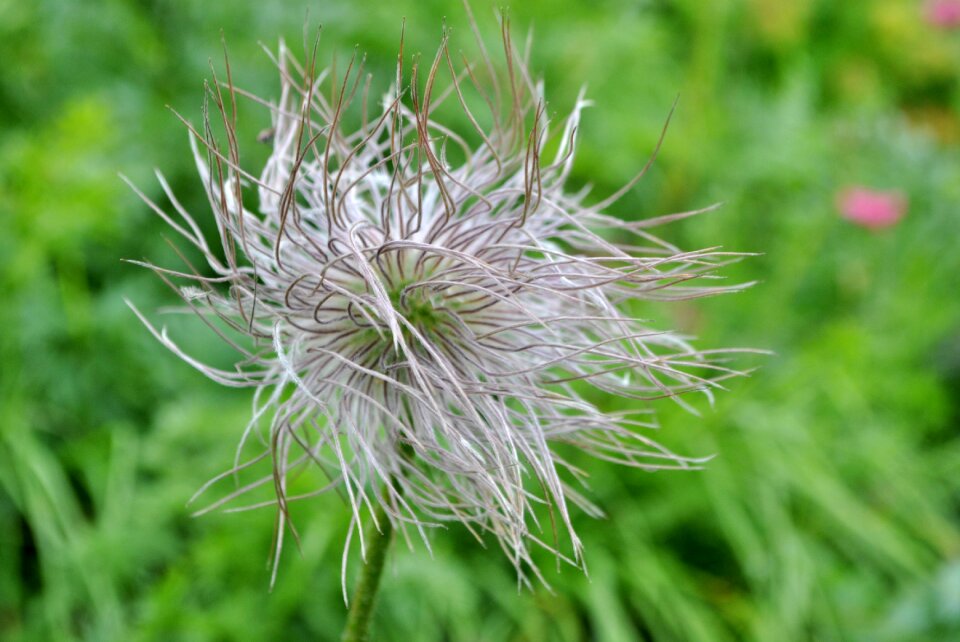 Plant blossom bloom