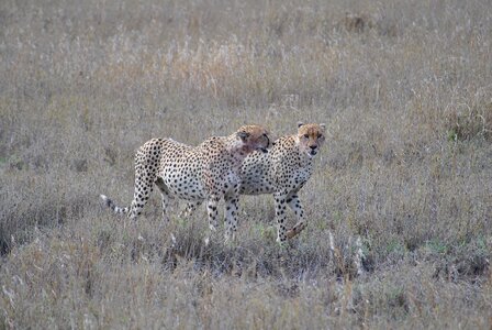 Safari serengeti cheetah photo