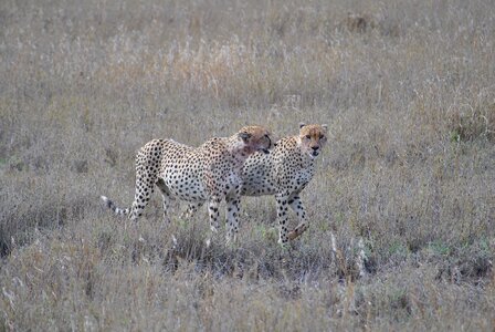 Safari serengeti cheetah