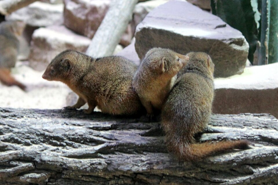 Mammals zoo mongoose