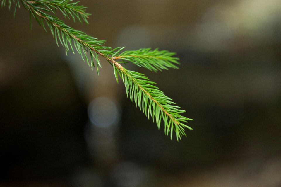 Needles coniferous branches