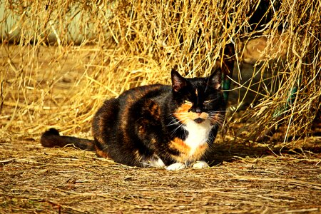 Mieze domestic cat cat face