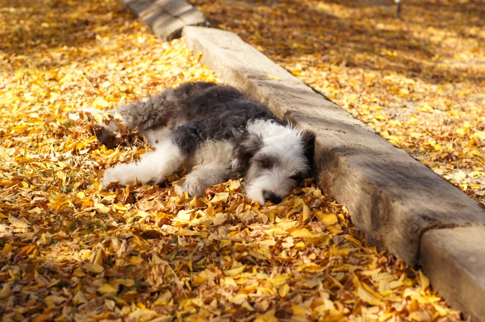 Puppy sheepdog golden