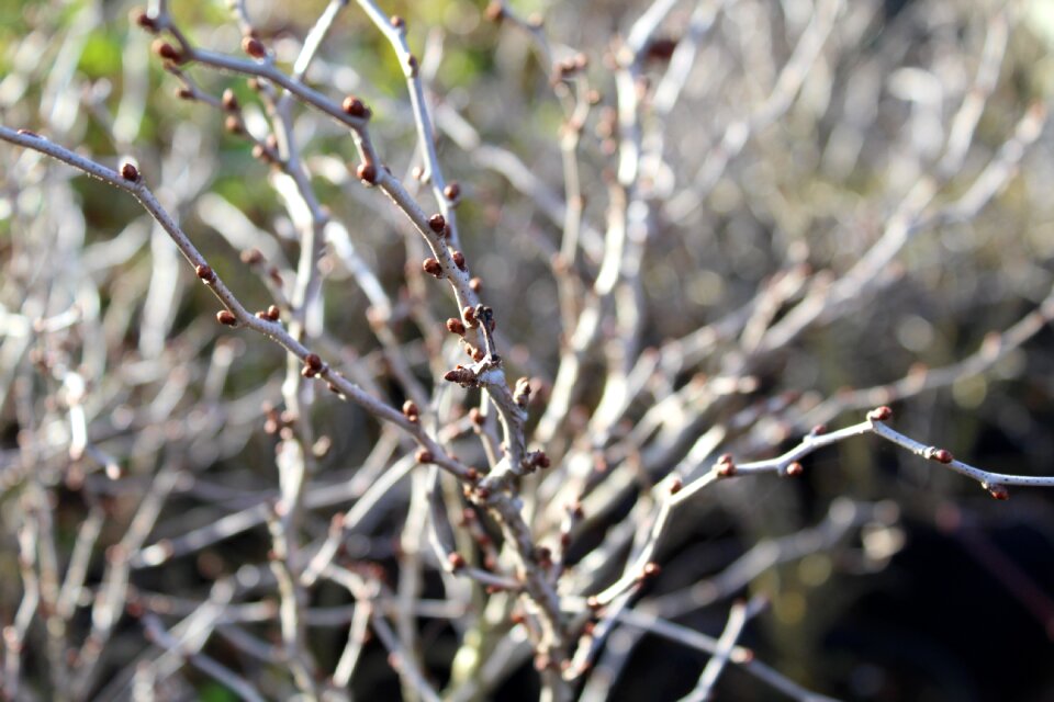 Cherry buds winter