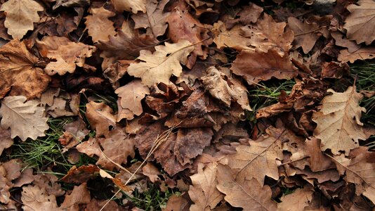 Ground leaves nature