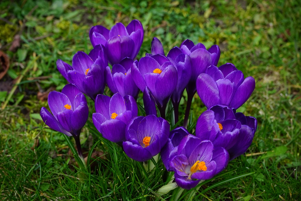 Close up spring bühen