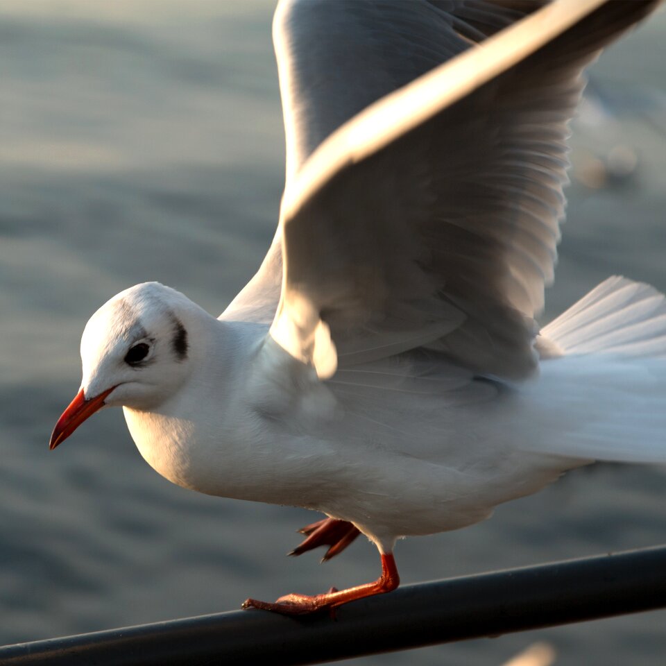 Animal bird austria