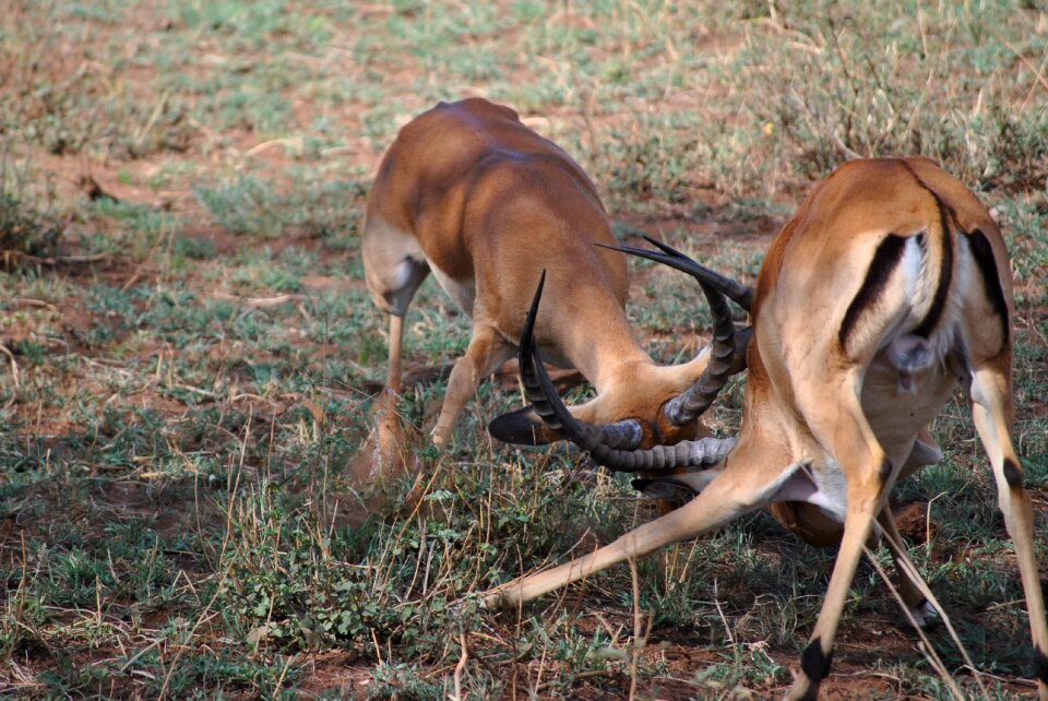 Safari serengeti antelope