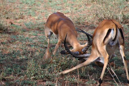 Safari serengeti antelope photo