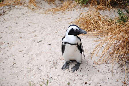 Cape town bolders beach beach